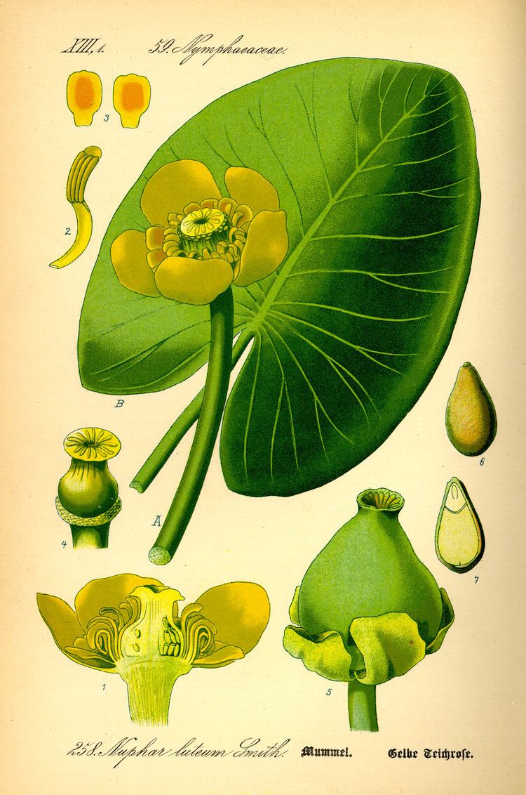 Nuphar Nuphar lutea Wikiwand