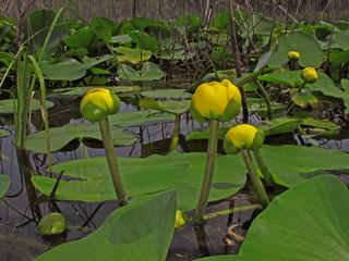 Nuphar lutea Nuphar lutea Yellow pond lily NPIN