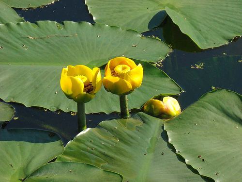 Nuphar lutea Cowlily Nuphar spp