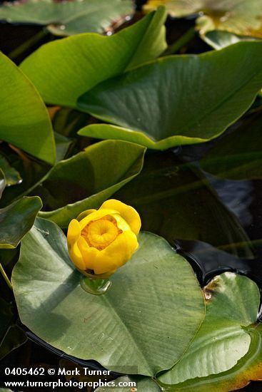 Nuphar polysepala Nuphar polysepala yellow pond lily Wildflowers of the Pacific