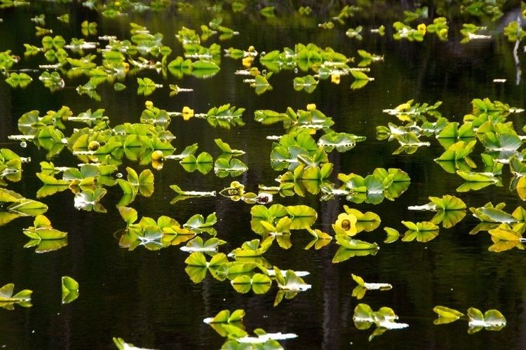 Nuphar polysepala Yellow pond lily Nuphar polysepala Biodiversity of the Central Coast
