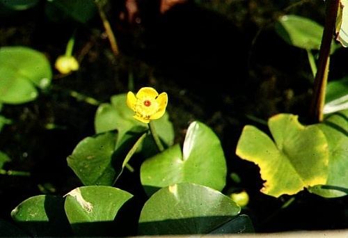 Nuphar pumila picture