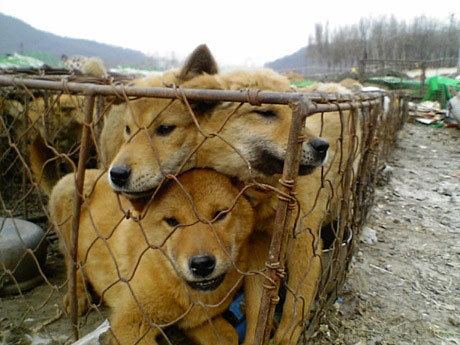 Nureongi Why we said no to trying dog meat in South Korea Captain and Clark