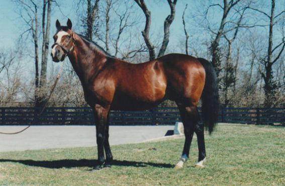 Nureyev (horse) Great Sire39s Male Line Disappearing Sporting Post