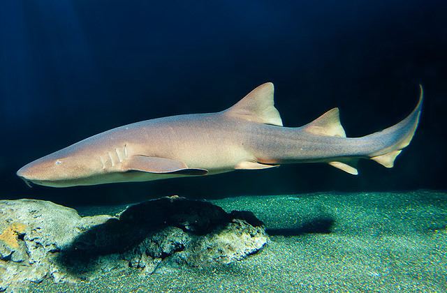 Nurse shark National Aquarium Nurse Shark