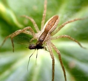 Nursery web spider NurseryWeb amp Fishing Spiders of Kentucky University of Kentucky