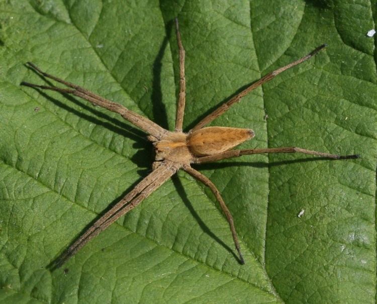 Nursery web spider Nursery Web Spider Pisaura mirabilis NatureSpot