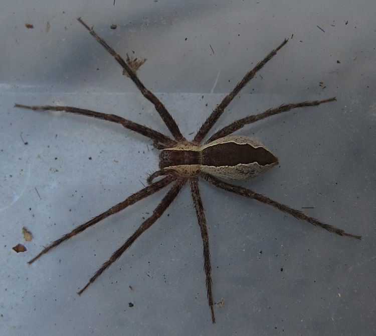 Nursery web spider Nursery Web Spider Spiders in Sutton Massachusetts