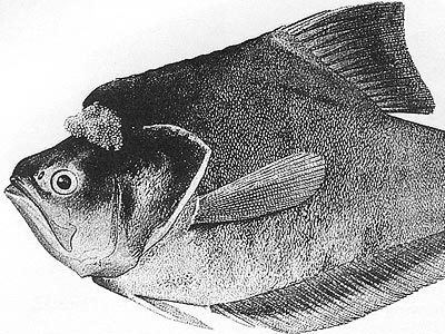 Nurseryfish Sexual Inequality an Evolutionary View