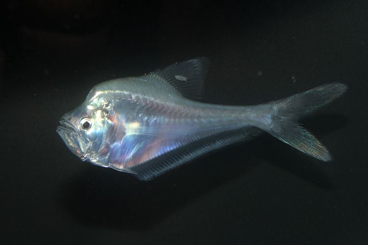 Nurseryfish Kurtus gulliveri