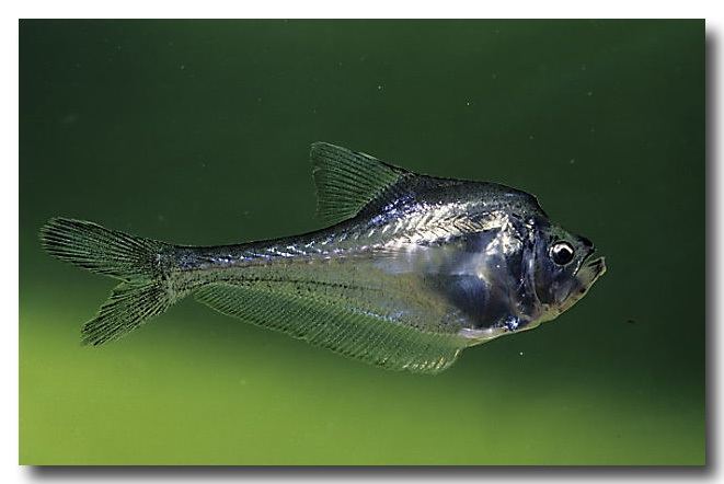 Nurseryfish Nursery Fish Lochman Transparencies