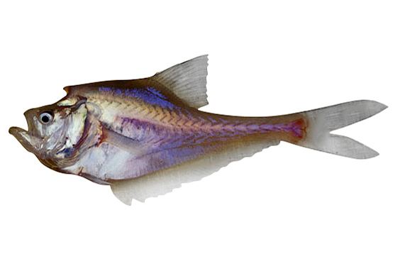 Nurseryfish Kurtus gulliveri