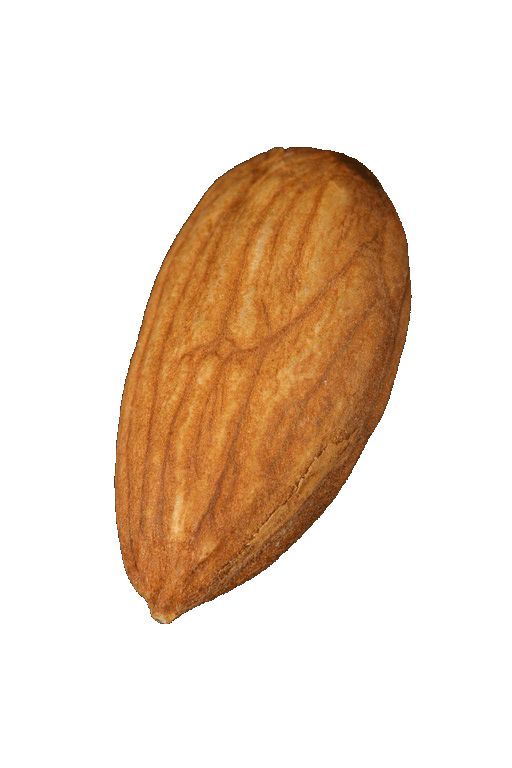 Nut (fruit) wwwnutsgimagesalmond20copygif