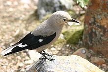 Nutcracker (bird) httpsuploadwikimediaorgwikipediacommonsthu
