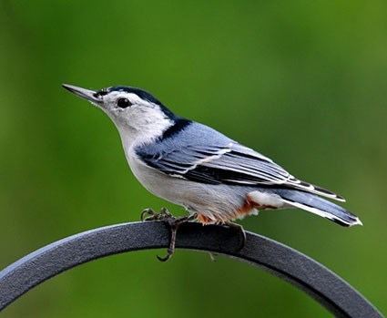Nuthatch httpswwwallaboutbirdsorgguidePHOTOLARGEwh