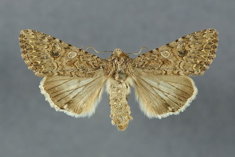Nutmeg (moth) wwwlepiforumdebhpersonenhanspeterdeuringAn