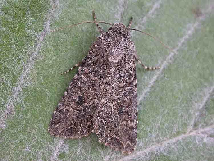 Nutmeg (moth) 2145 Nutmeg Noctuidae Discestra trifolii Simply Birds and Moths