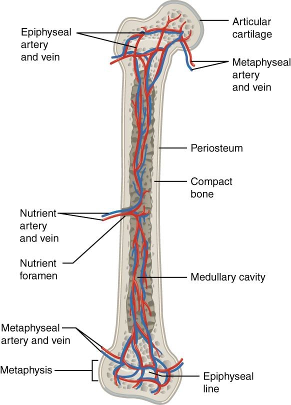 Nutrient artery