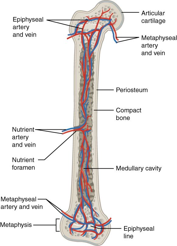 Nutrient canal