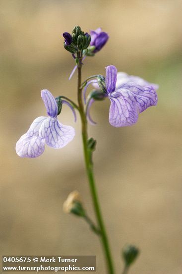 Nuttallanthus Nuttallanthus canadensis blue toadflax Wildflowers of the
