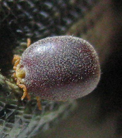 Nuttalliella Long Lost Relative of Ticks Pops Up Again Scientific American Blog