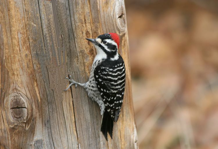 Nuttall's woodpecker Nuttall39s Woodpecker Picoides nuttallii