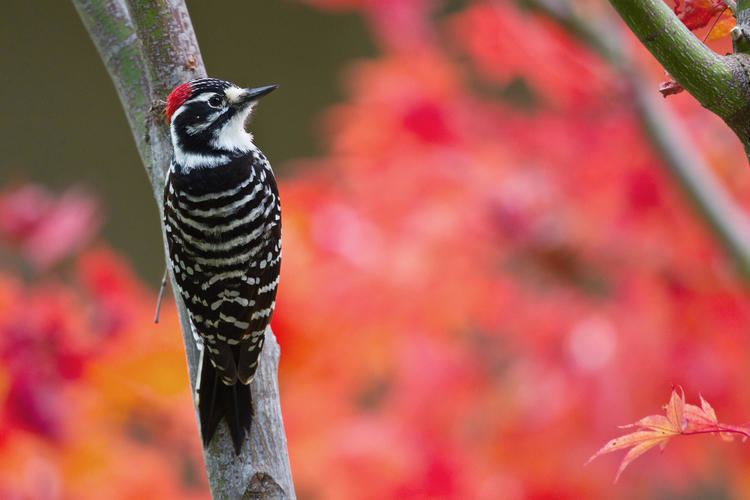 Nuttall's woodpecker Nuttall39s Woodpecker Audubon Field Guide