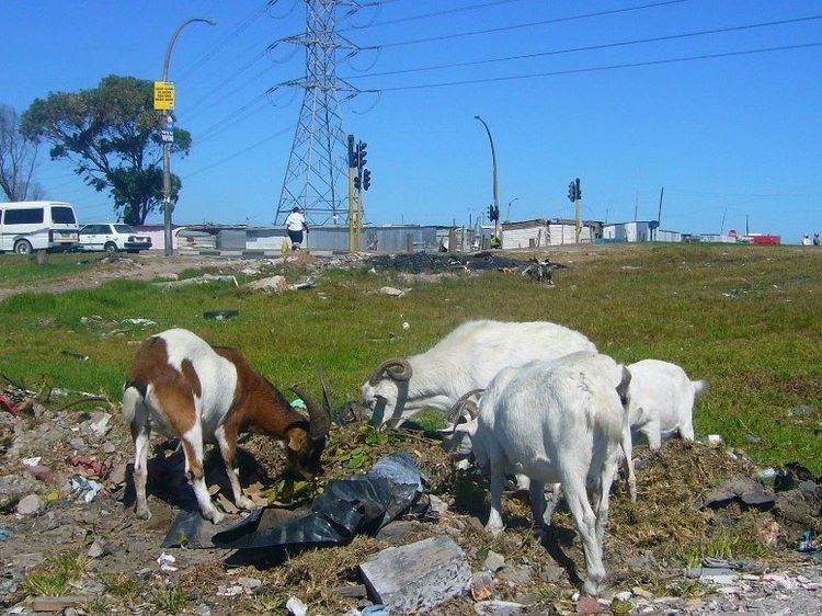 Nyanga, Cape Town Cuisine of Nyanga, Cape Town, Popular Food of Nyanga, Cape Town