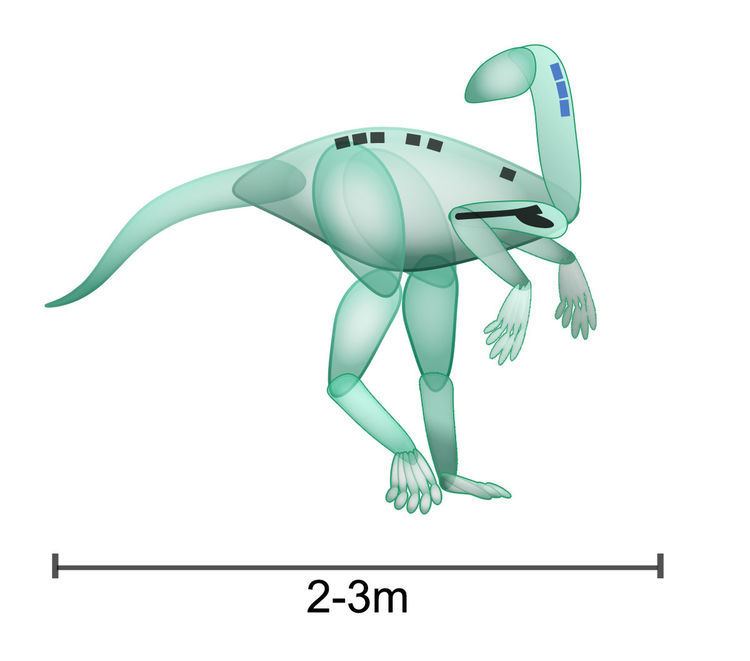 Nyasasaurus Nyasasaurus Wikipedia