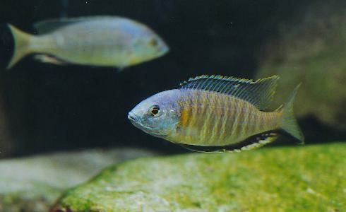 Nyassachromis Nyassachromis eucinostomus