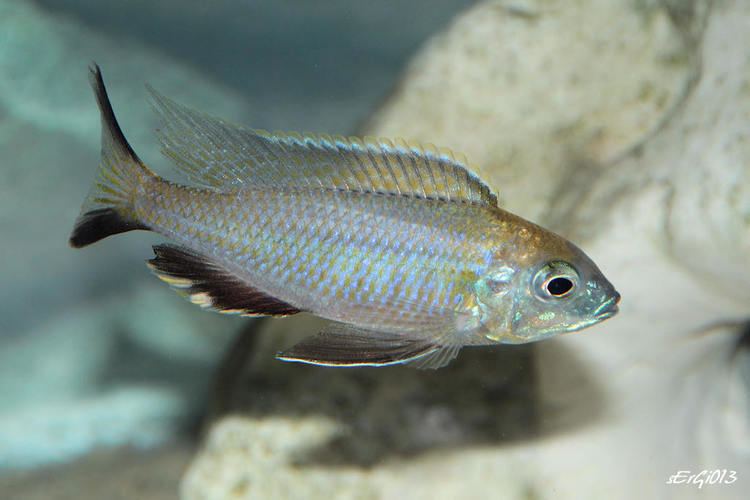Nyassachromis Nyassachromis prostoma Kanchedza Haplos Aulonocara et associs