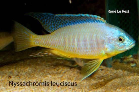 Nyassachromis Nyassachromis leuciscus