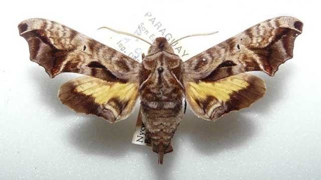 Nyceryx Nyceryx alophus alophus