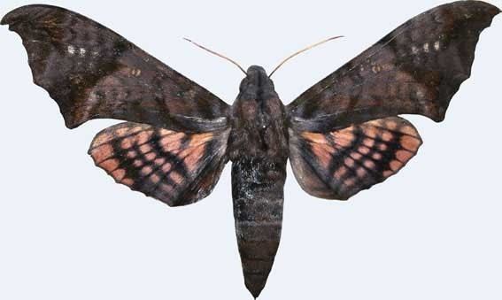 Nyceryx Nyceryx hyposticta