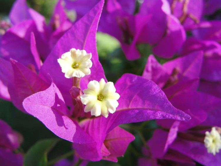 Nyctaginaceae Bougainvillea Nyctaginaceae Rodrigo Purificao Flickr