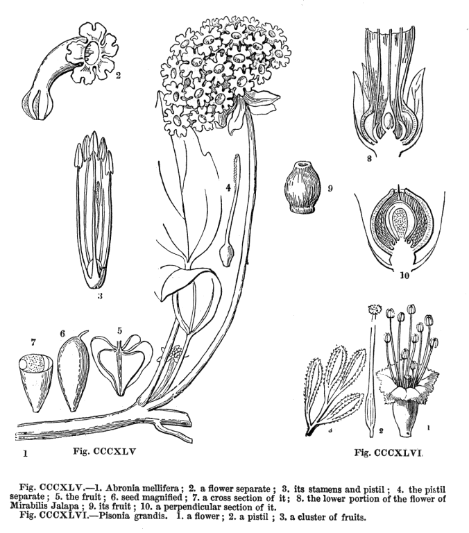 Nyctaginaceae Angiosperm families Nyctaginaceae Juss