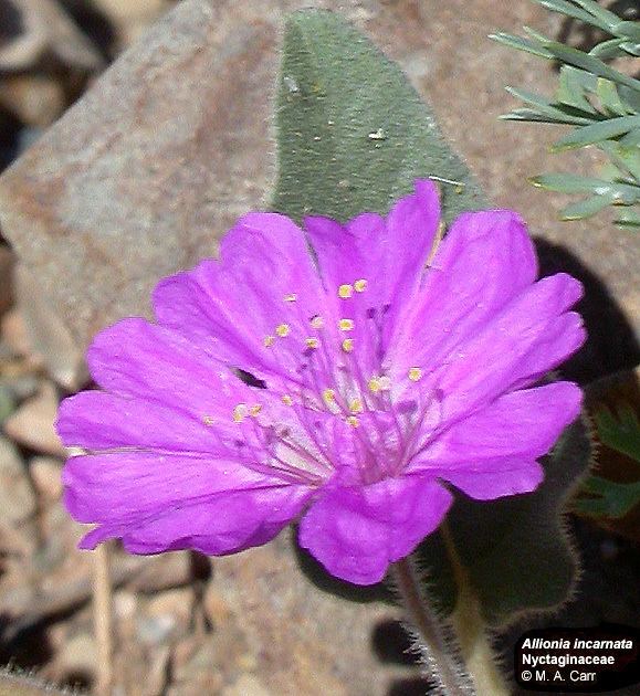 Nyctaginaceae Flowering Plant Families UH Botany