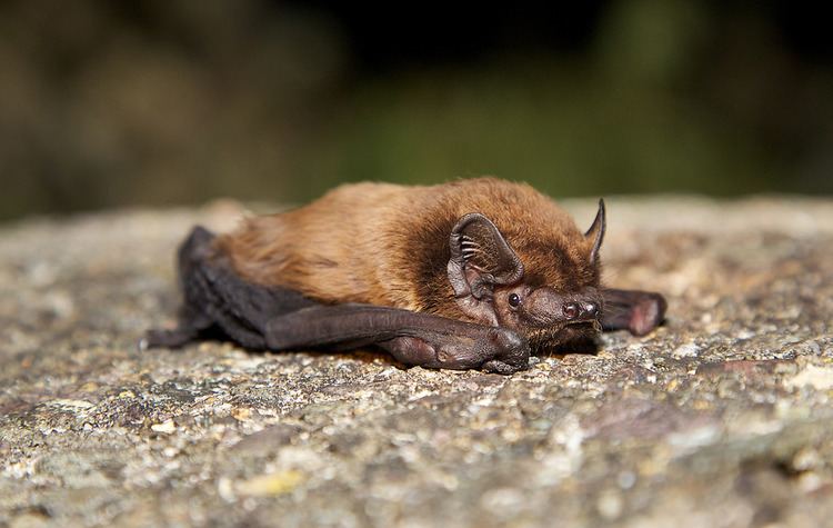Nyctalus Leisler39s Bat Nyctalus leisleri Shorebirds of Ireland wi Flickr