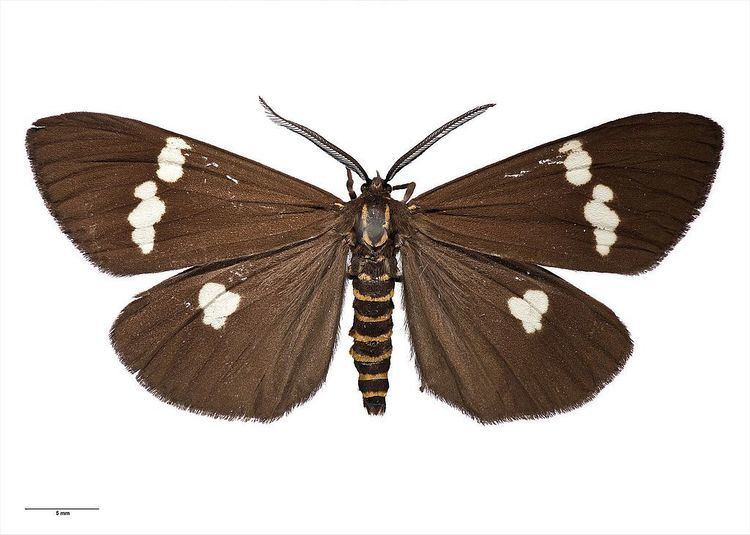 Nyctemera annulata New Zealand Magpie Moth Nyctemera annulata NatureWatch NZ
