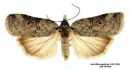 Nycteola asiatica Nycteola asiatica Insecta Lepidoptera Nolidae
