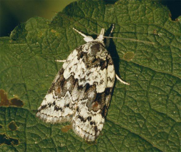 Nycteola European Lepidoptera and their ecology Nycteola degenerana