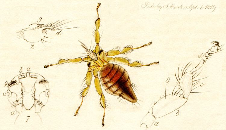 Nycteribiidae British Insects Families of Diptera Nycteribiidae