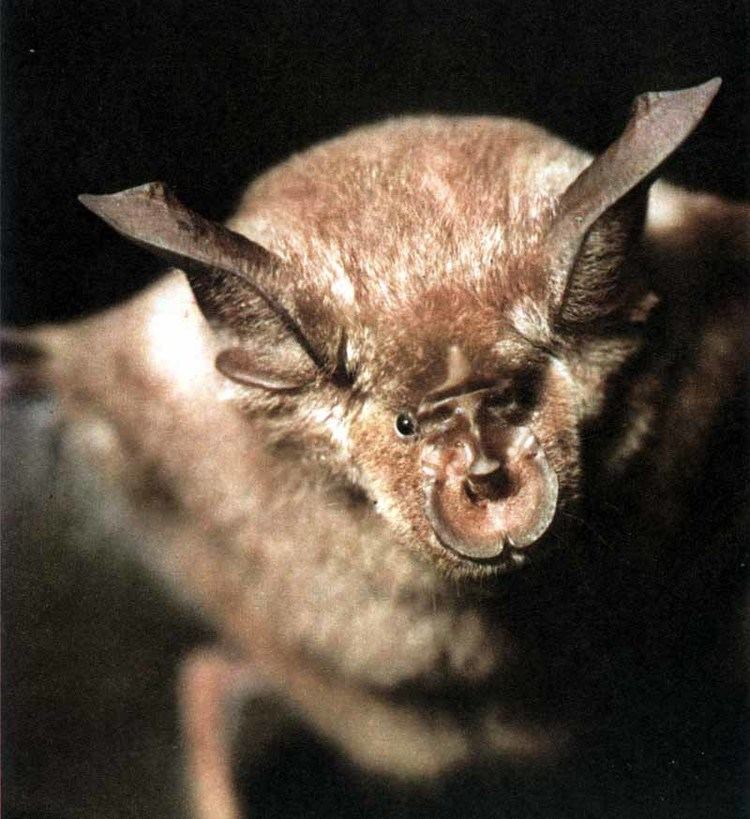 Nycteridae THE ANIMAL for JUST The classification of bats