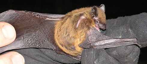 Nycticeius Nycticein bats apparently a nice example of how assorted distant
