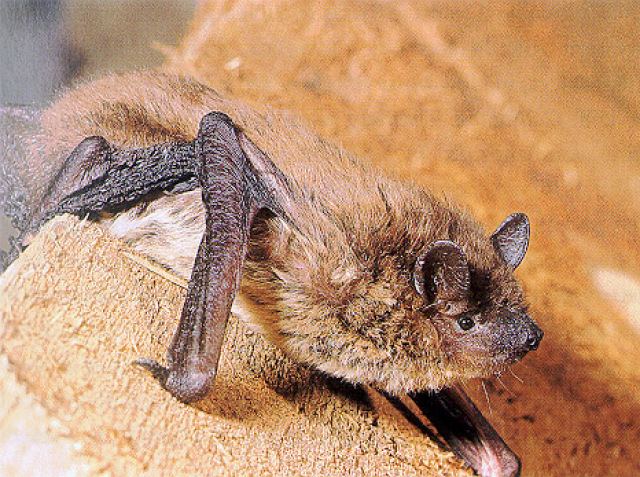 Nycticeius Nycticeius humeralis Rafinesque Evening Bat
