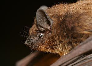 Nycticeius Nycticeius humeralis Bats of Texas