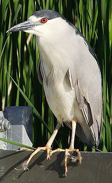 Nycticorax httpsuploadwikimediaorgwikipediacommonsthu