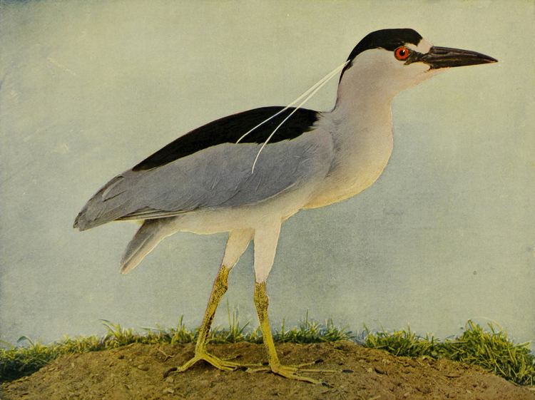 Nycticorax FileNycticorax nycticorax 1905jpg Wikimedia Commons