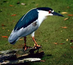 Nycticorax Nycticorax