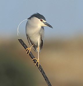 Nycticorax Blackcrowned Night Heron Nycticorax nycticorax Photo Image